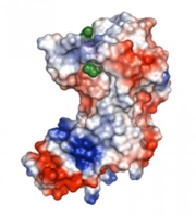 3d-enzyme-model