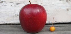 apple-cherry.png Apple Cherry
