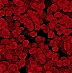 blood-cells-rgb