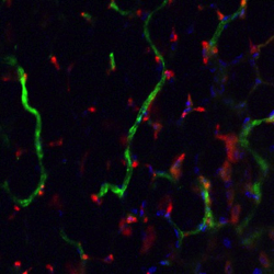 blood-vessels-stem-cells-jhu-hub