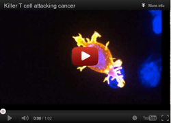 cancer-attacking-cell